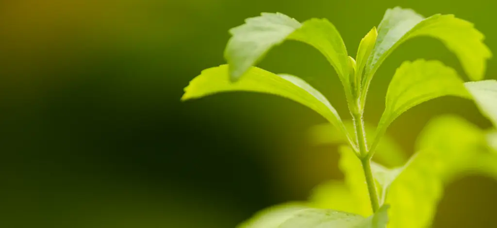 Stevia: wat je in één oogopslag moet onthouden