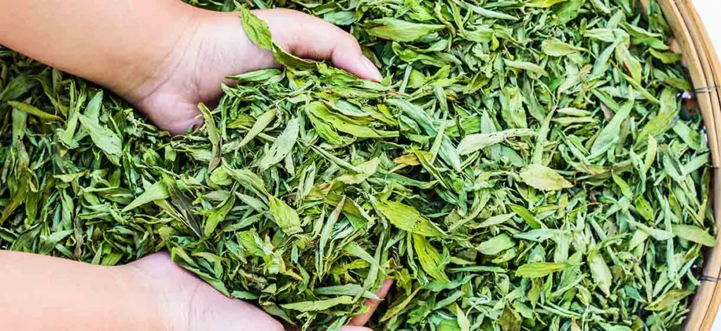 Stevia-extract, de zoetstof die van suiker houdt