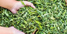 stevia-extract-zoetstof-suiker-houdt-692x315