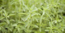 glycosides-de-stéviol-stevia