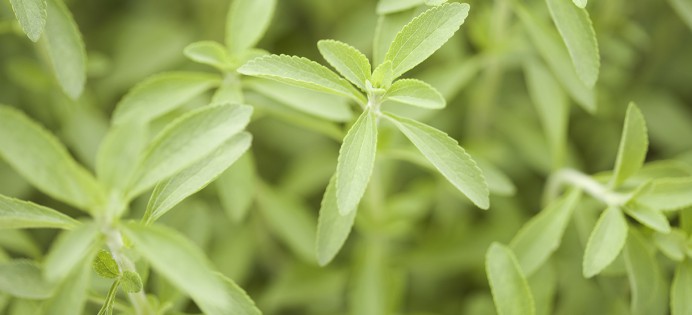 culture-stevia-Flandre