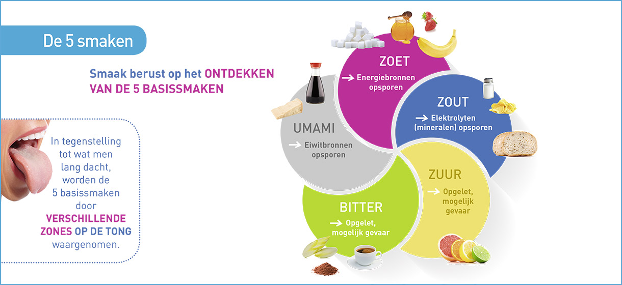 basisprincipes-smaak-infografiek