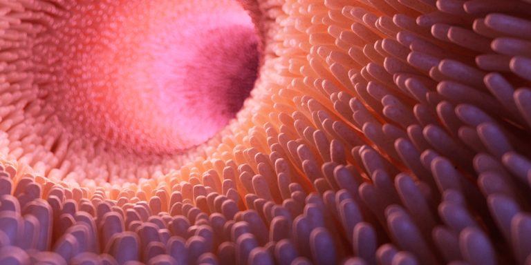 Obesitas: het &amp;#8216;cafetariadieet&amp;#8217; heeft meer invloed dan de darmmicrobiota